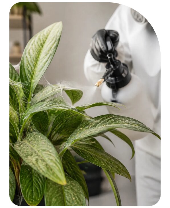 Уничтожение паутинных клещей в Рославле по цене от 3083 р. | Сенат-Рлв